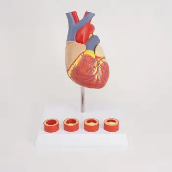 Анатомическая модел на човешкото сърце в пълен размер с 4-ступенчатыми съдове, монтирани върху бяла основа Сърдечен FACEBOOK за образование