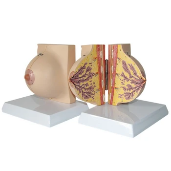 Анатомическая модел на гърдата по време на кърмене при жените в състояние на покой Учебни пособия по анатомия на гърдата и модел за обучение на дисплея