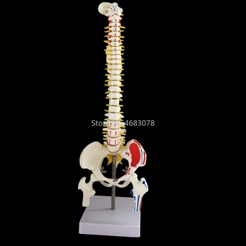 45 см Човешкия гръбначен стълб с модела на таз Червена анатомическая анатомия на човека Медицинска модел на гръбначния стълб Училищни медицински учебни пособия